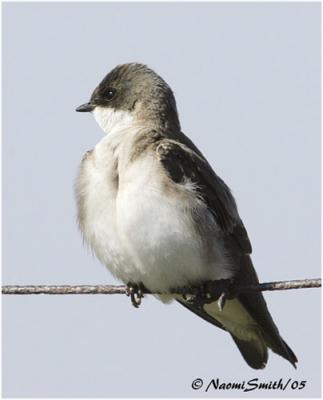 Tree Swallow (Iridoprocne bicolor)