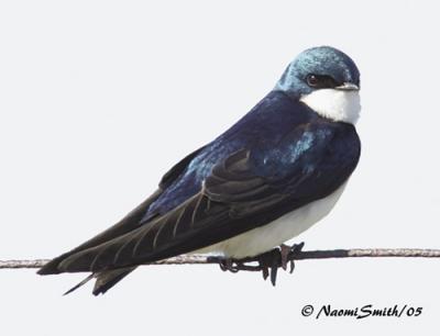 Tree  Swallow (Iridoprocne bicolor)