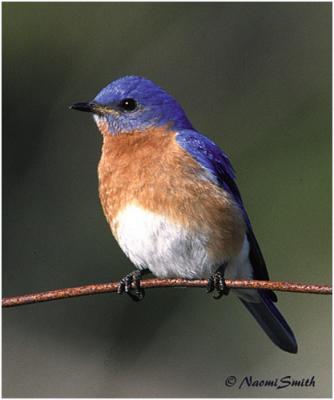 Eastern Bluebird