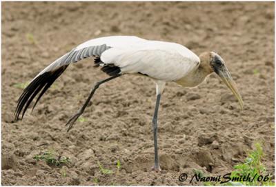 g4/47/625447/3/60988240.WaterBirdsWoodstork1.jpg
