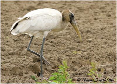 g4/47/625447/3/60988241.WaterBirdsWoodstork2.jpg
