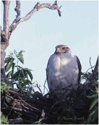 Ferruginous Hawk at nest