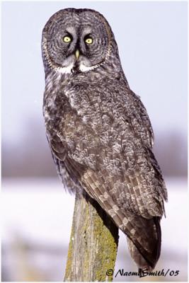 Great Gray Owl