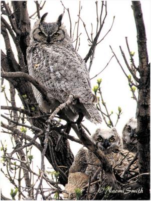 Great Horned Owl at nest