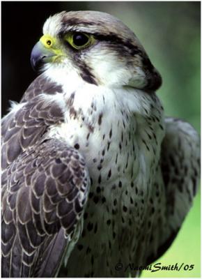 Lanner Falcon