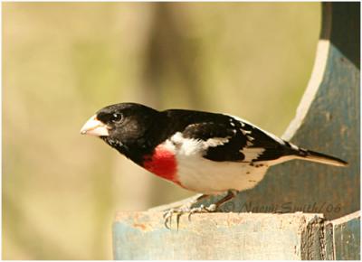 Rose-Breasted Grosbeak