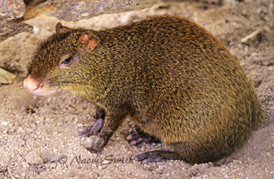 Agouti