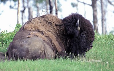 Bison - Saskatchewan