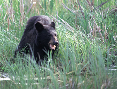 Black Bear