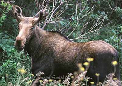 Moose - Algonquin Park