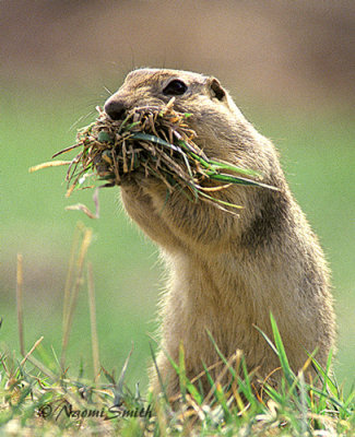 Prairie Dog