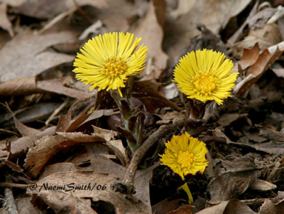 Coltsfoot - Tussilago farfara