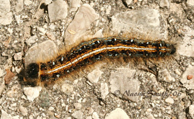 Eastern Tent Caterpillar - Malacosoma americana