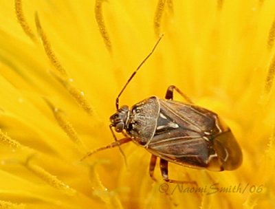 Lygus lineolaris - Tarnished Plant Bug