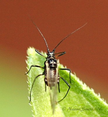 Winged Aphid #3501