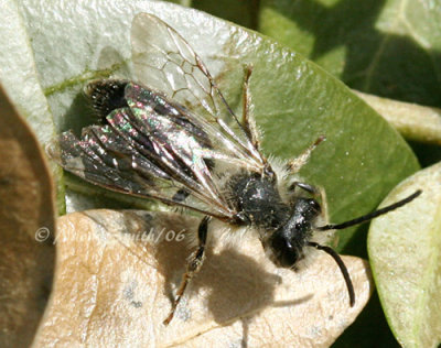 Male Genus Andrena