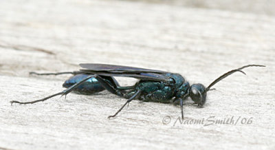 Blue Black Wasp #2915