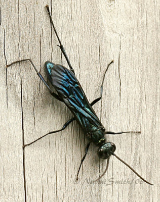 Blue Black Wasp #2706