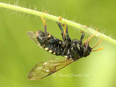 Sawfly-Cimbex americana