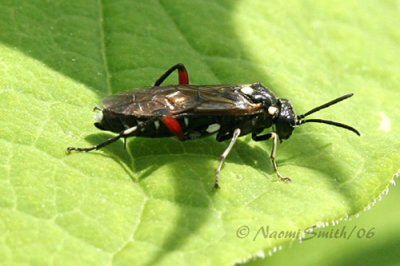 Macrophya punctumalbum JN6