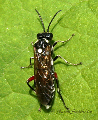 Macrophya punctumalbum JN6