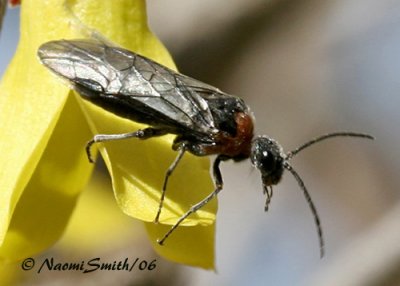 Sawfly