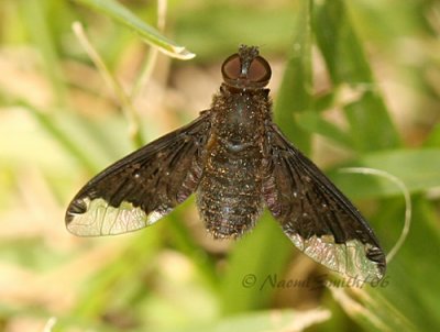 Bee Fly-Hemipenthes sinuosa