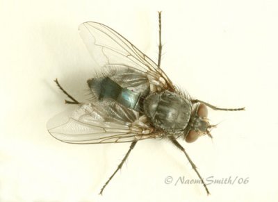 Blow Fly-Calliphoridae