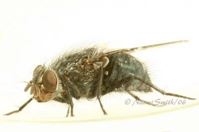 Blow Fly-Calliphoridae.
