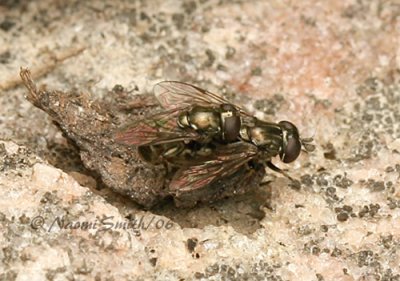 Eumeris.sp European Syrphid