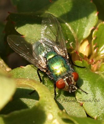 Green Fly #2605