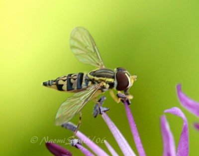 Syrphid Fly