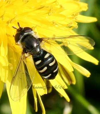 Eupeodes Female