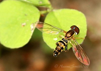 Syrphid Fly