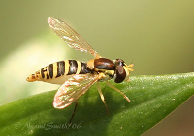 Syrphid Fly #3579
