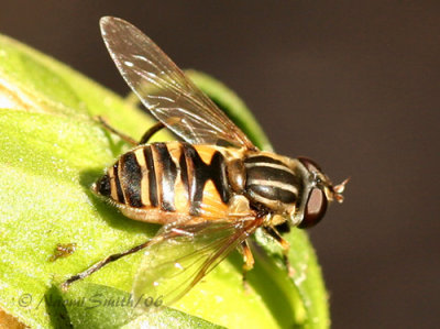 Helophilus sp.