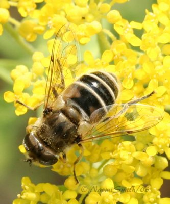 Syrphid #3982