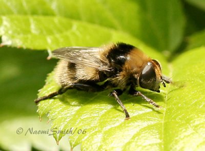 Syrphid Narcissus Bulb Fly