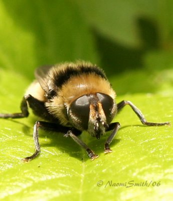 Syrphid Narcissus Bulb Fly