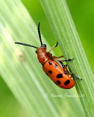 Spotted Asparagus Beetle