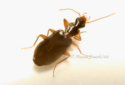 Dromius piceus