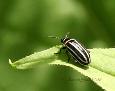 Disonycha sp.