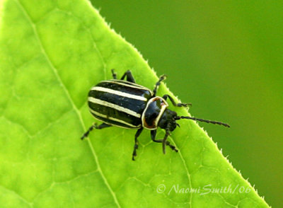 Disonycha sp.