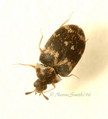 Carpet Beetle-Anthrenus