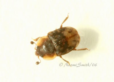 Carrion Beetle