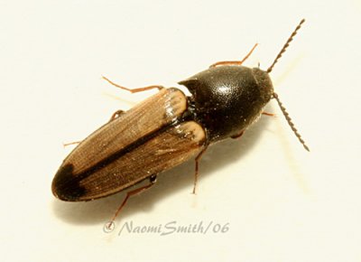 Click Beetle