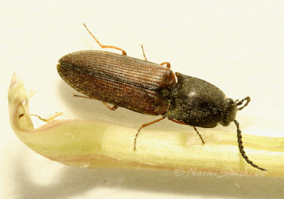 Click Beetle