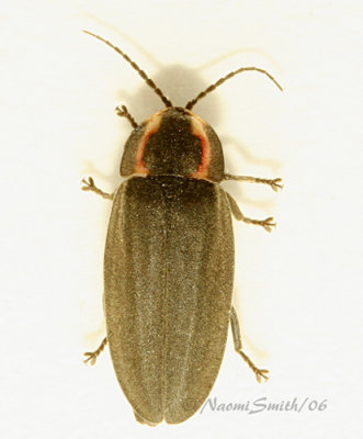 Ellychnia corrusca- Firefly