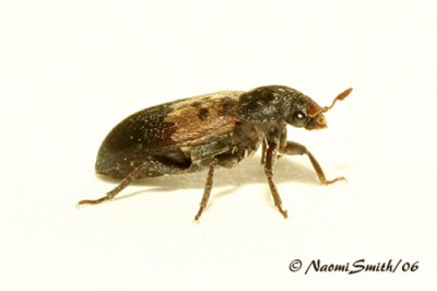 Larder Beetle