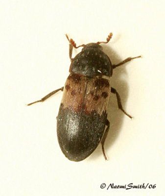 Larder Beetle
